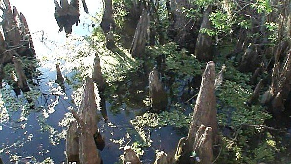 Гуляет по заповеднику и показывает прелести